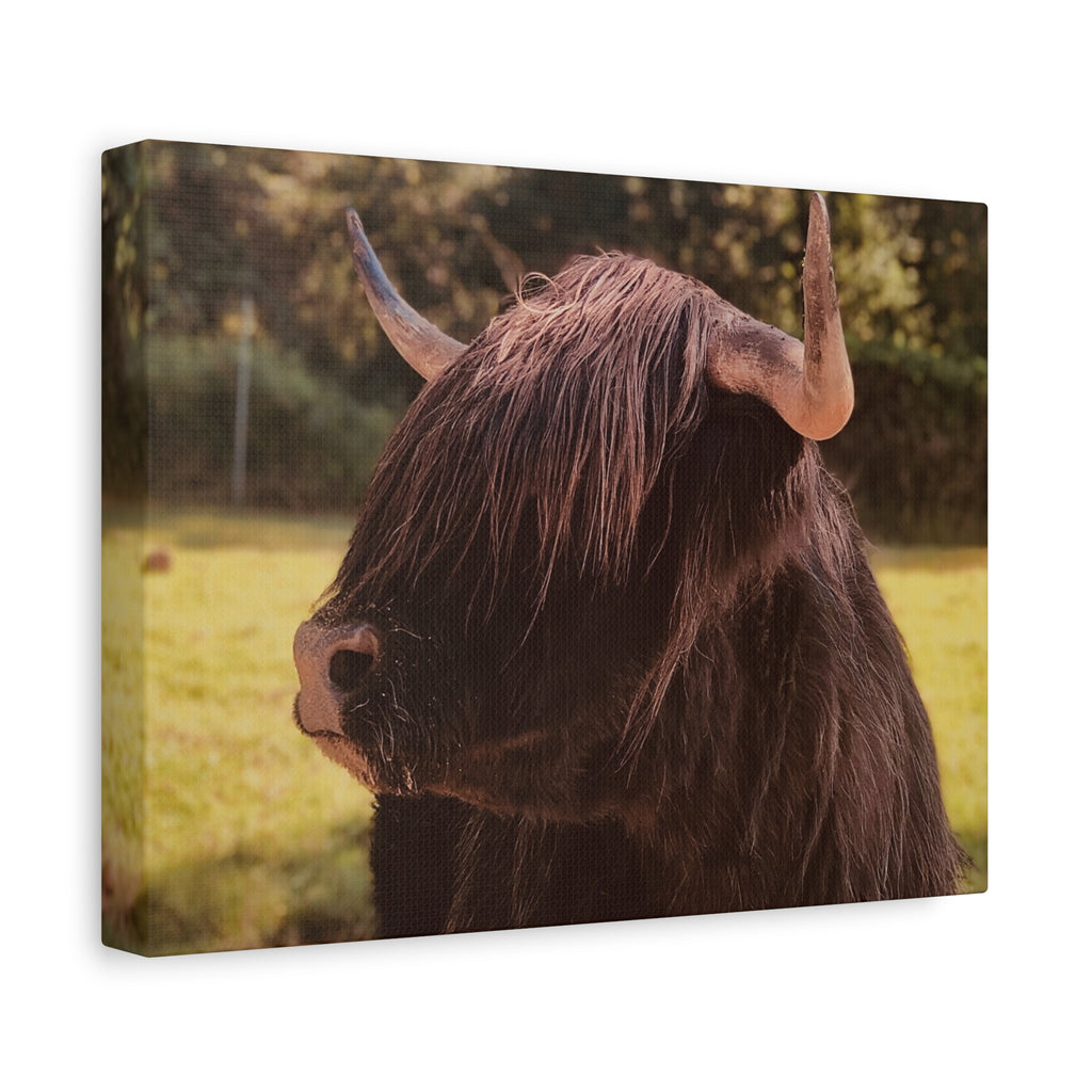 Highland Cow Canvas — Rustic Farmhouse Wall Art