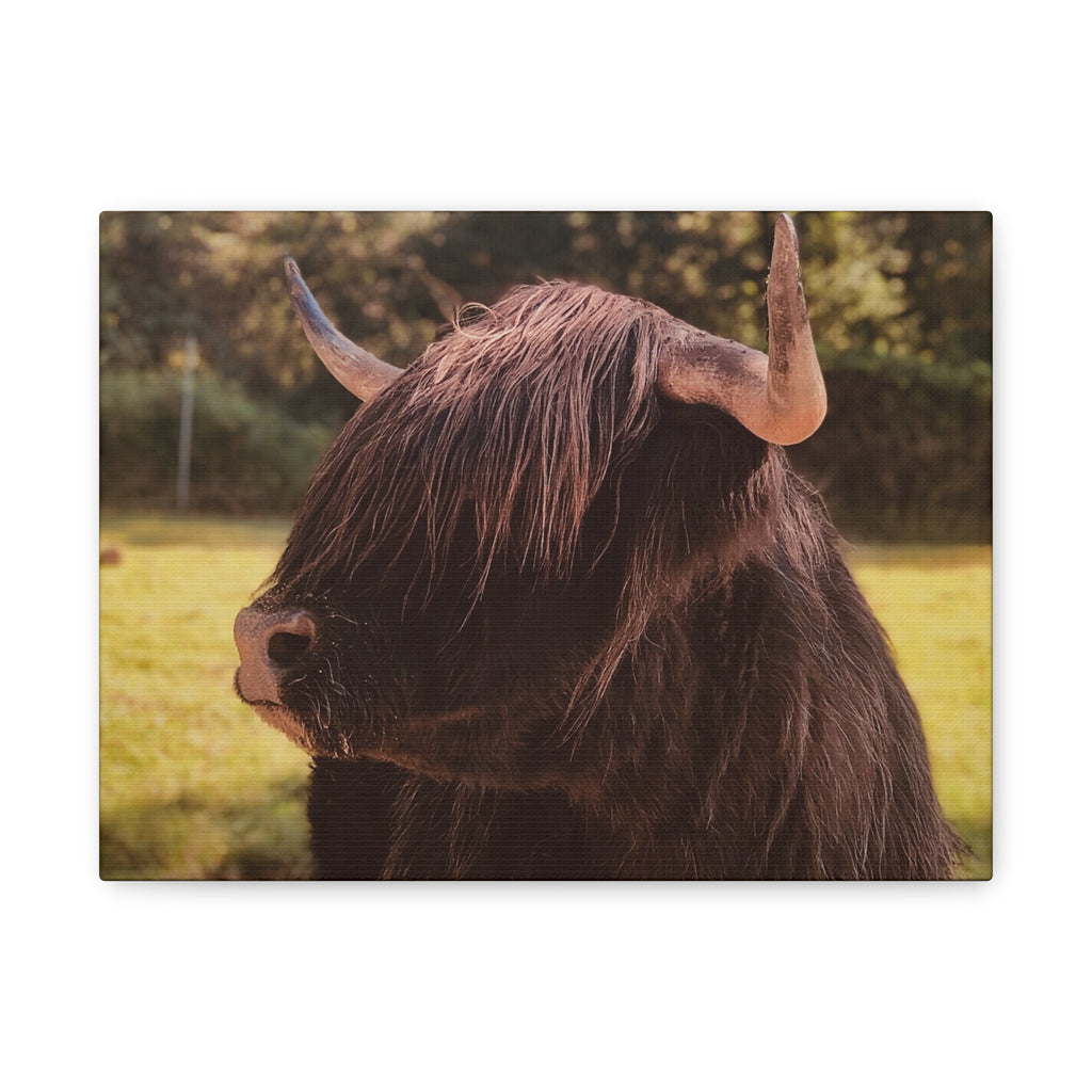 Highland Cow Canvas — Rustic Farmhouse Wall Art